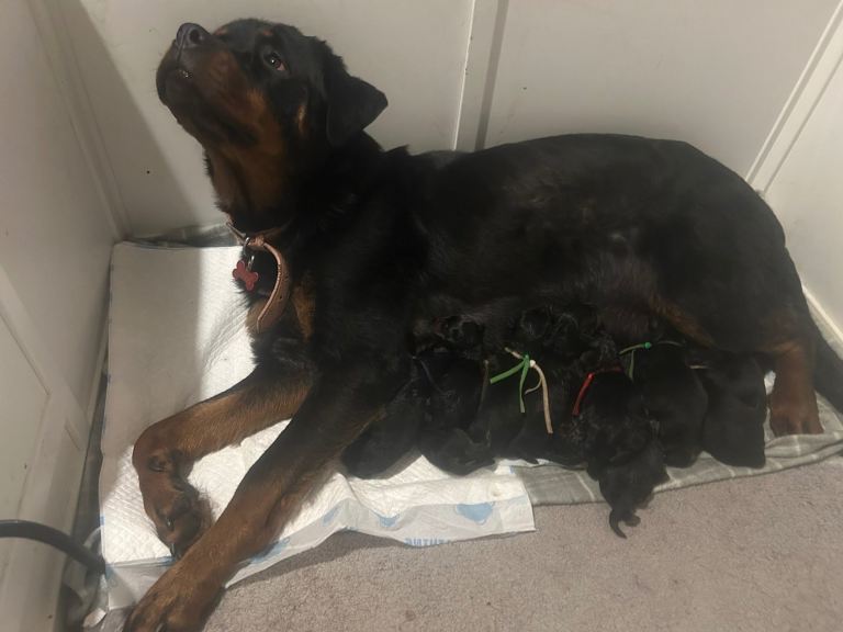 Rottweiler puppies 