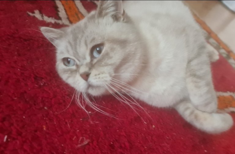 Beautiful RARE Lilac Lynx British shorthair Queen 