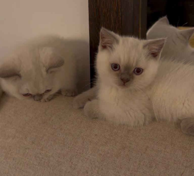 PRICE DROP! PURE British shorthair kittens ready to leave!