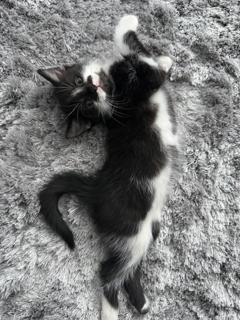 Beautiful kittens for sale 