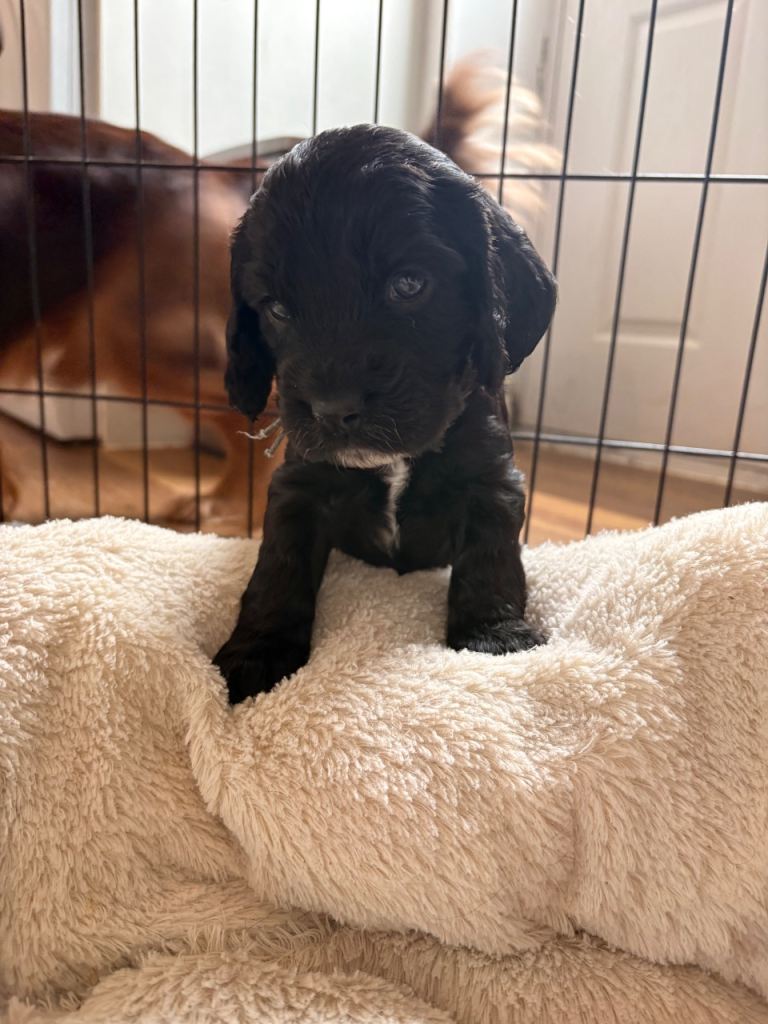 1 COCKER SPANIEL PUPPY LEFT