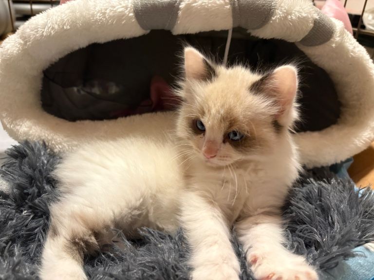Beautiful Ragdoll Kitten