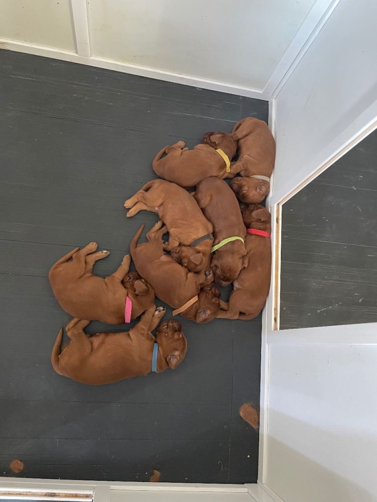 KC Registered Red Setter Puppies for sale