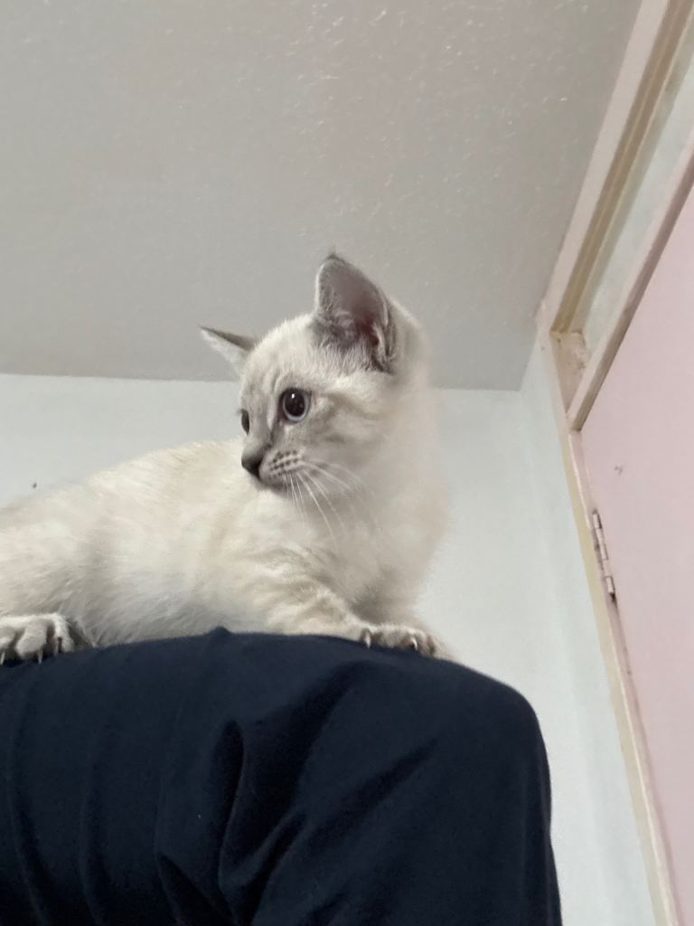 Ragdoll kitten 