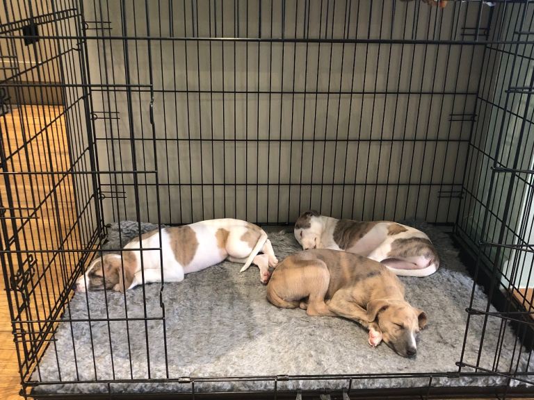 Kc registered whippet pups