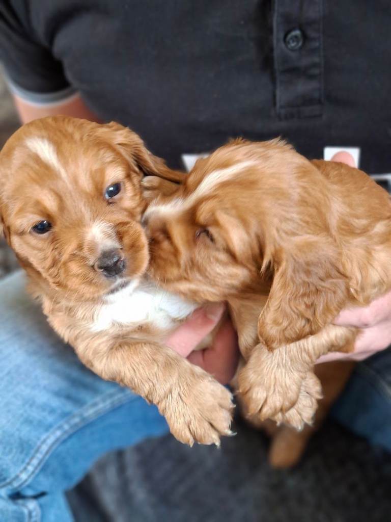 Cocker Spaniel Pups