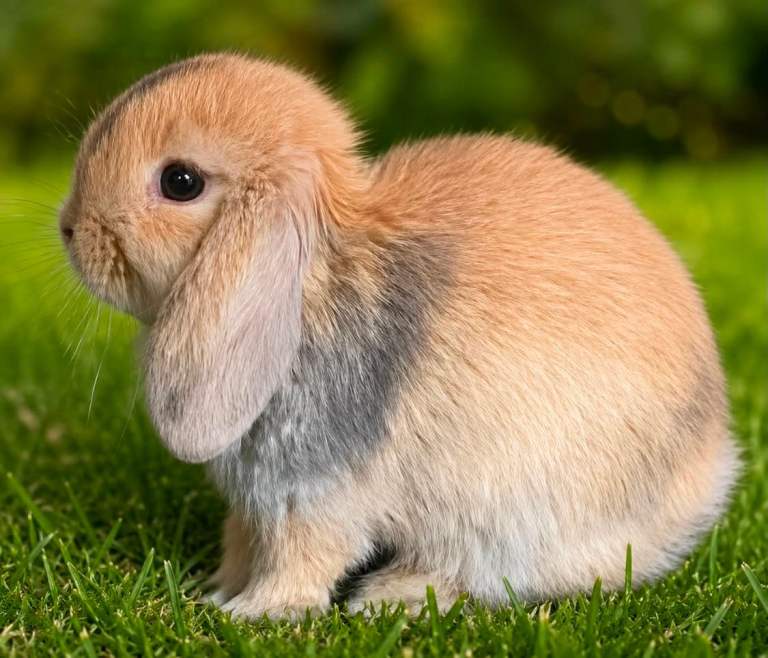 Reduced only 1 stunning baby mini lop bunny’s left  