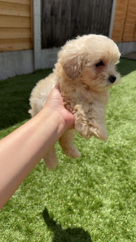 Adorable maltipoo puppy 