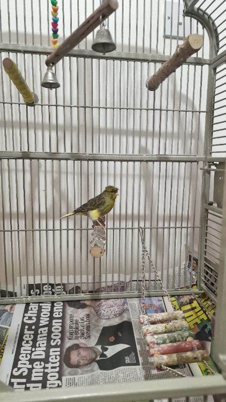 Canary bird with cage