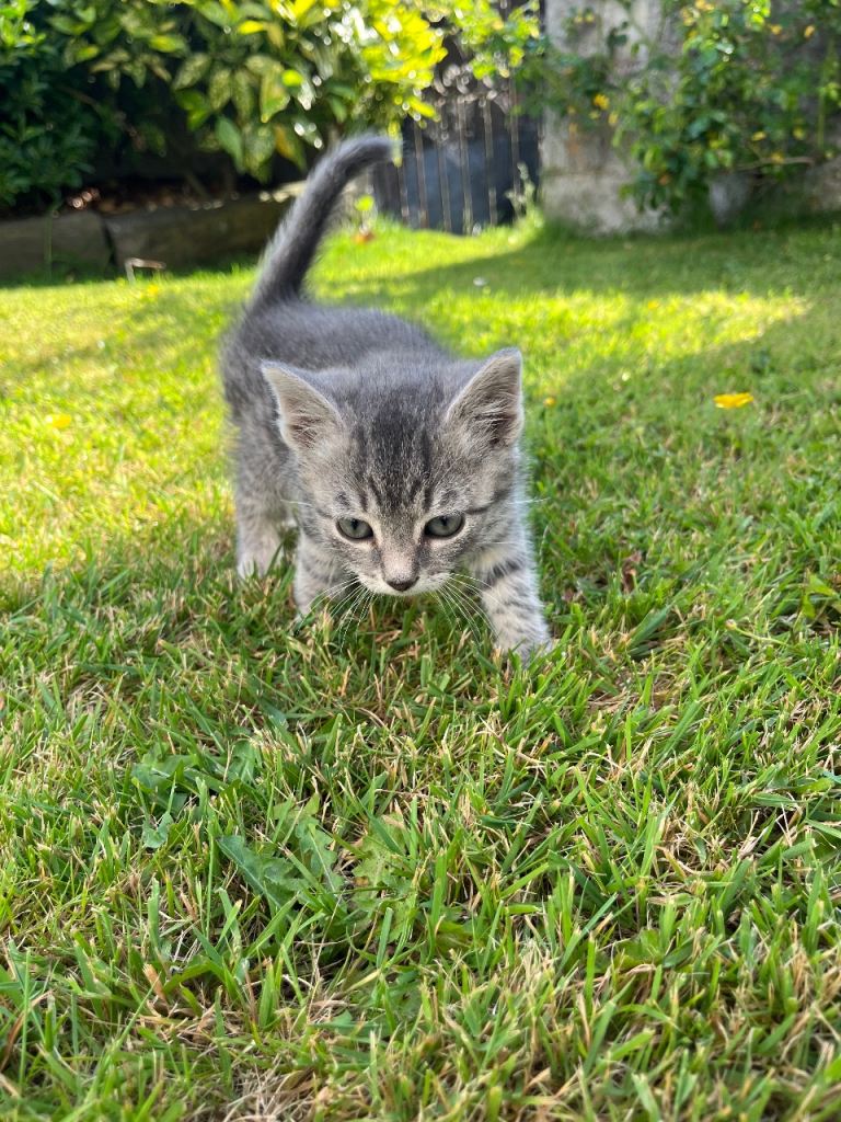 Kittens grey tabby and tabby 
