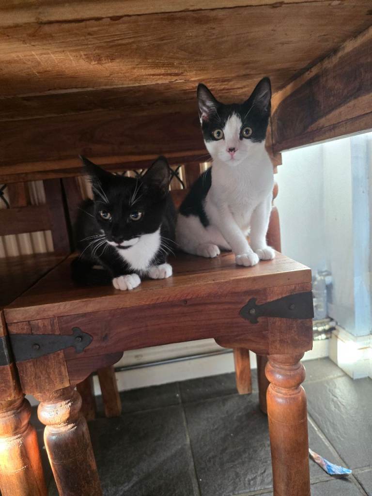 2 boy kittens ready to go 