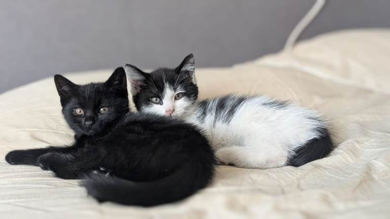 Kittens 😸 