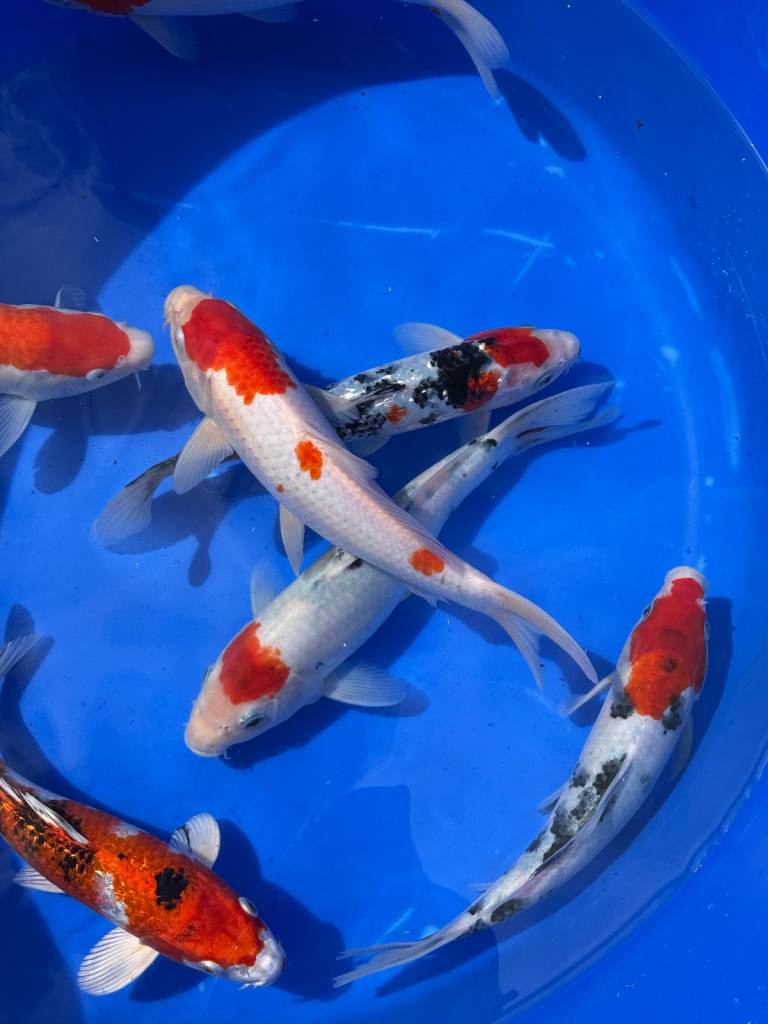 Large Koi and Butterfly Koi 