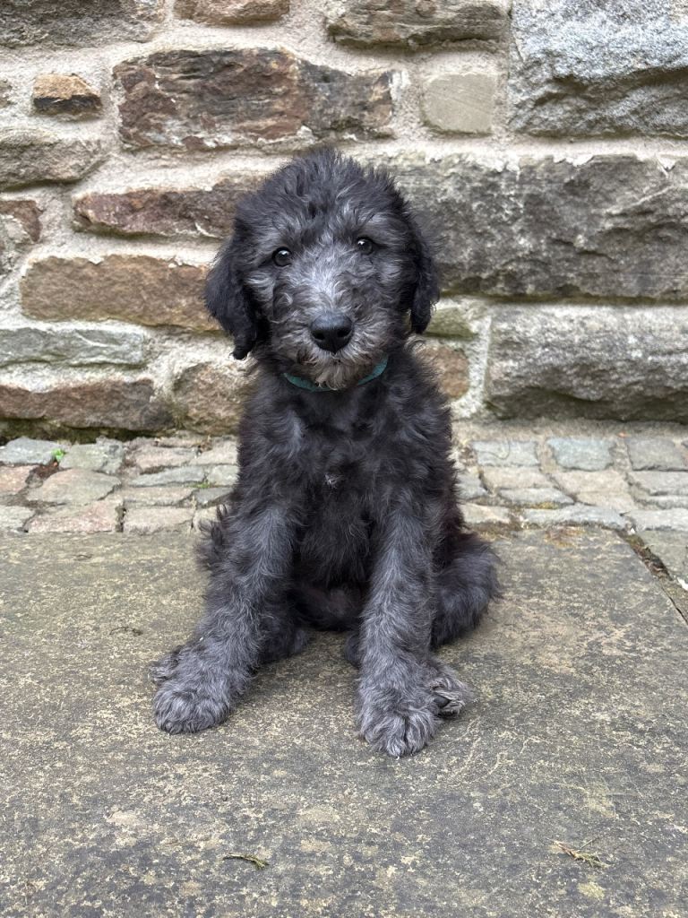Bedlington puppies ( 2 male puppies available 