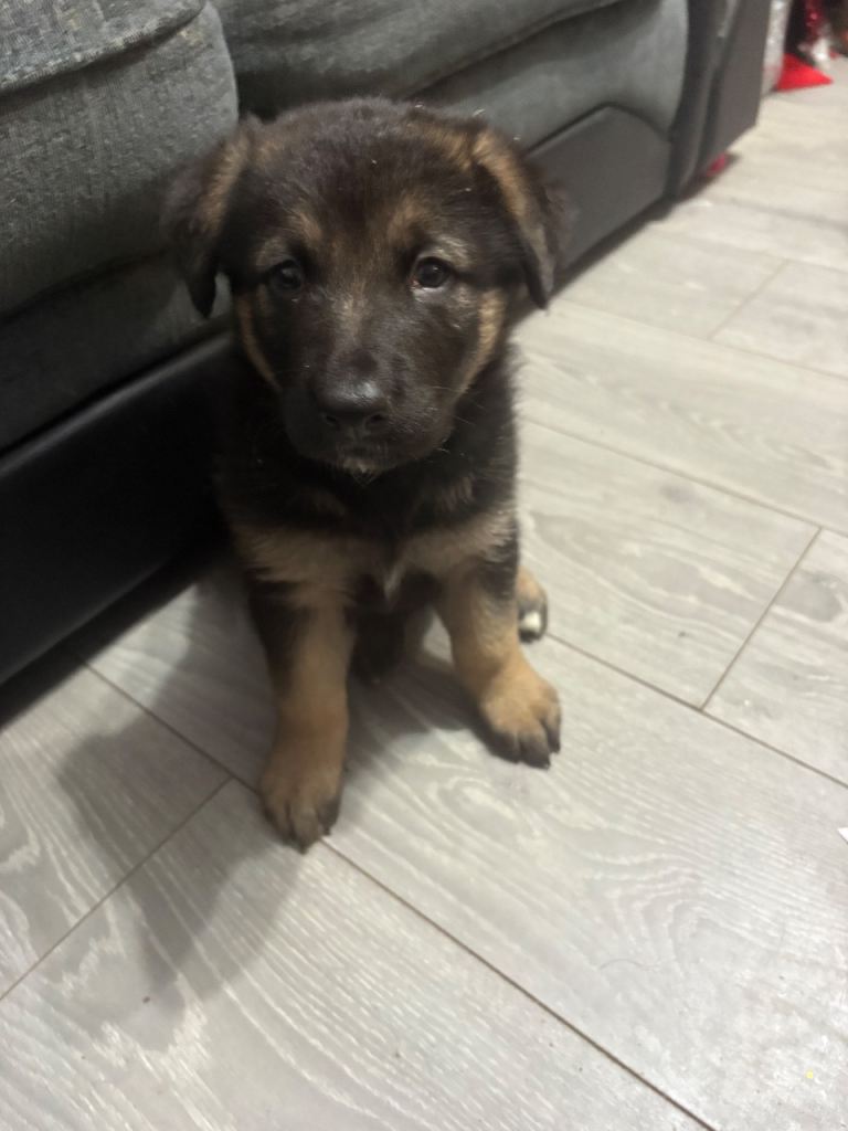 German shepherd cross Akita pups