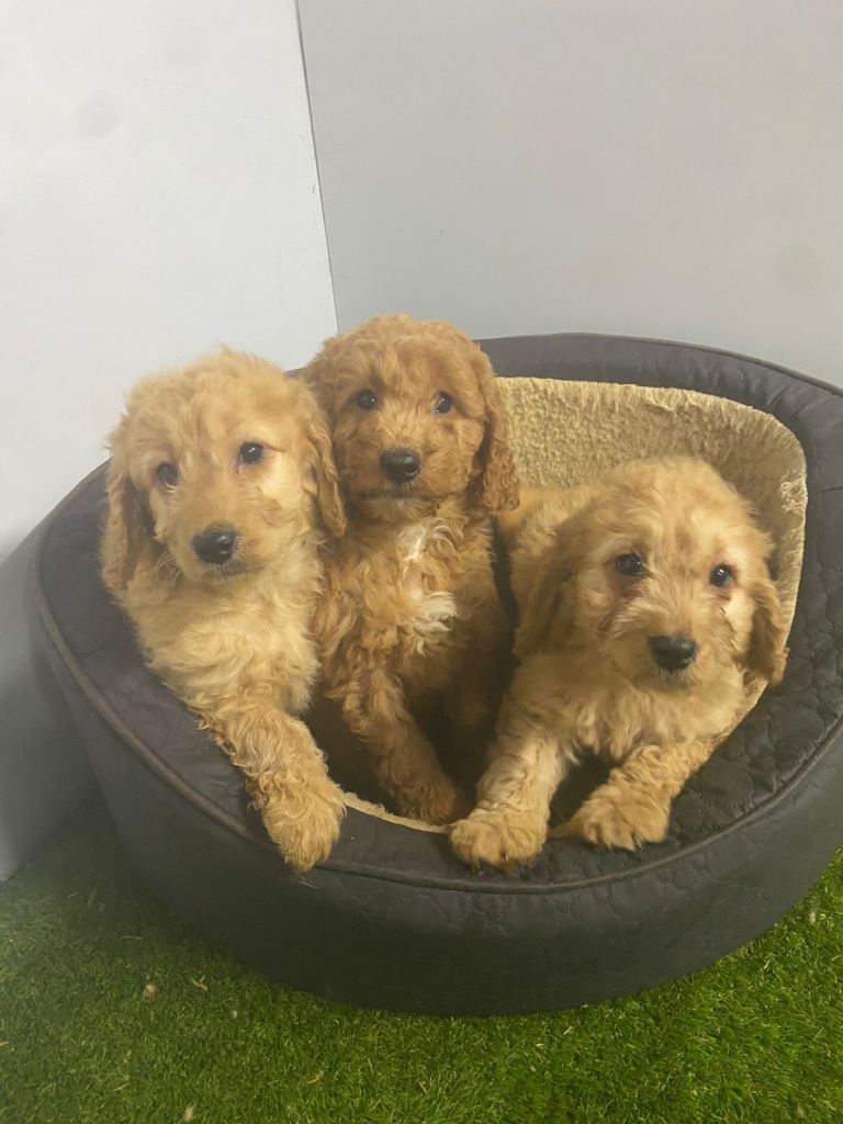 Beautiful 8-week Old Cockapoo Puppies 1 Boy, 3 Girls - Ready Now