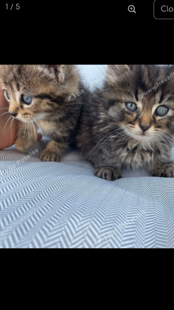 Beatiful tabby ready to find new homes ❤️