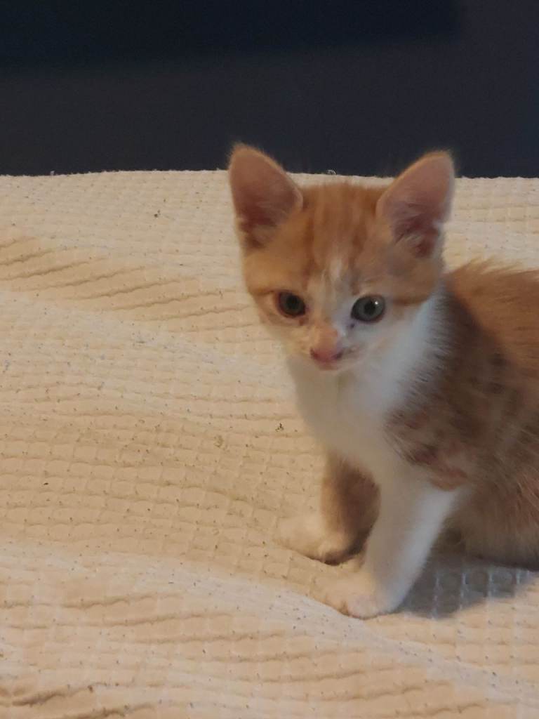 Beautiful Kittens Ready for New Homes 11th september 