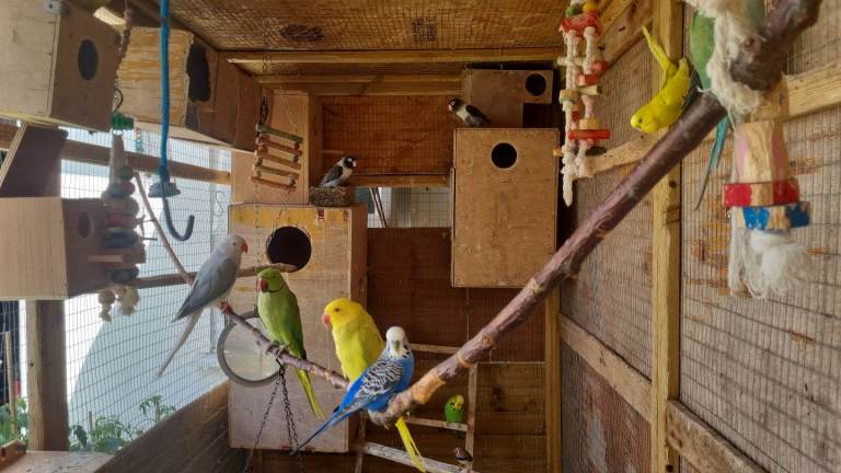 Budgies 