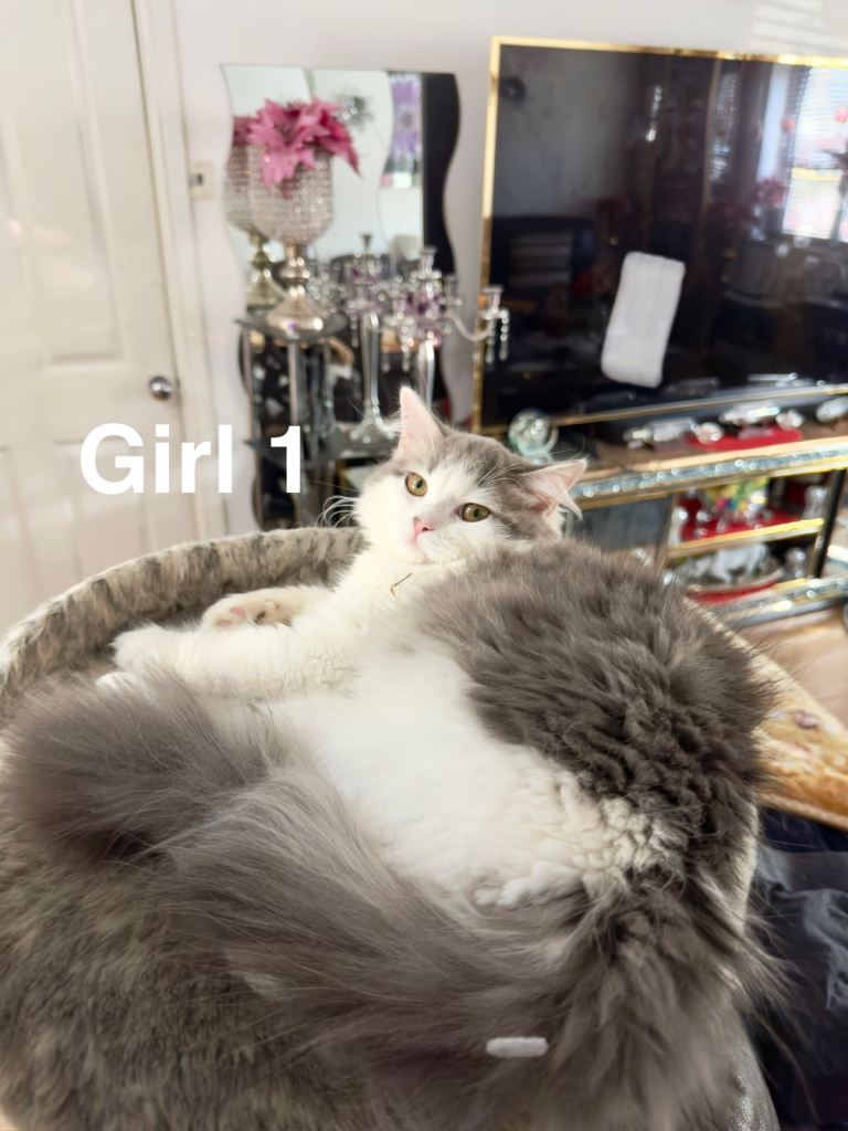Persian and Ragdoll mixed kittens 