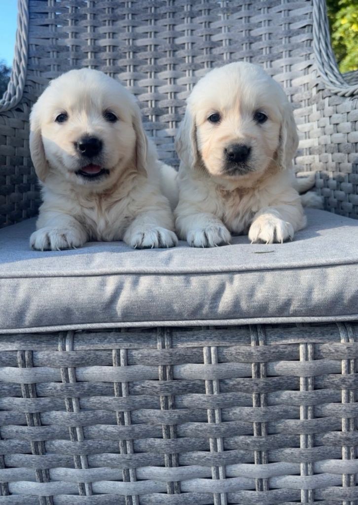 IKC Golden Retreiver Pups 