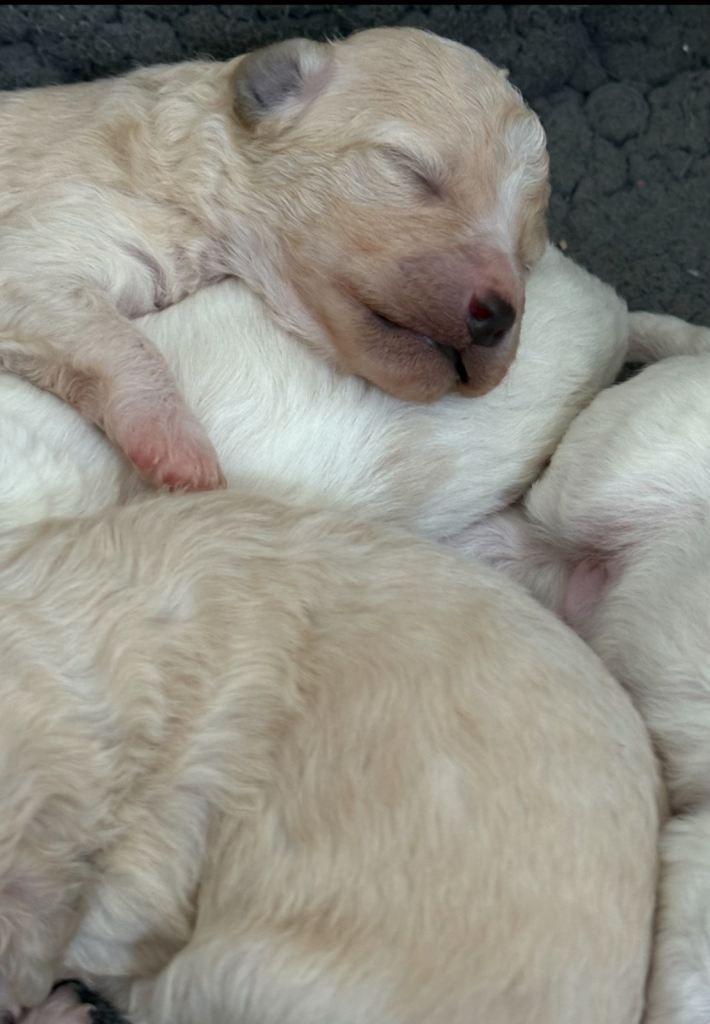 Beautiful Poochon Puppies for sale 