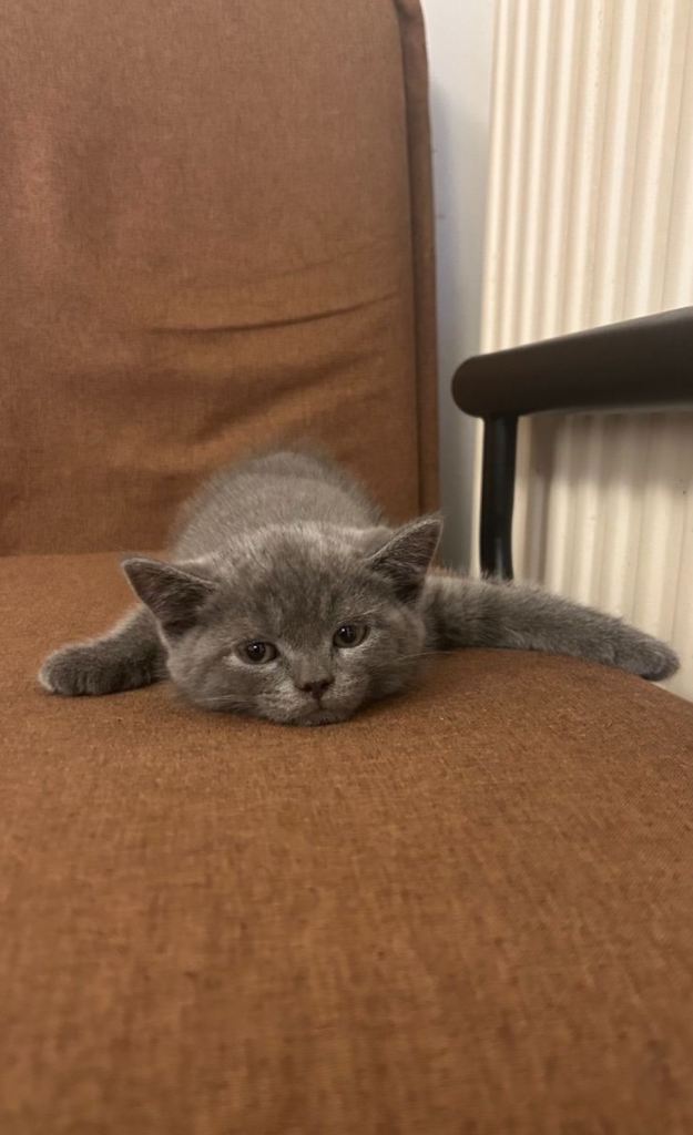 PRICE REDUCED❗️KITTENS NEED GOING ASAP❗️