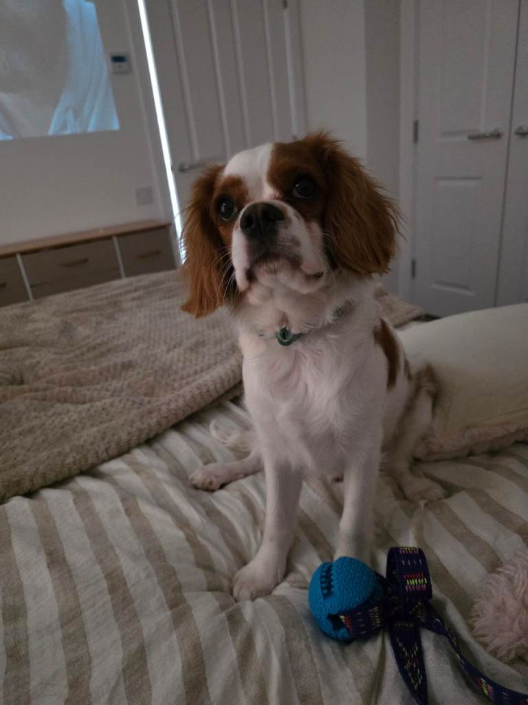 Ckc puppy 6.5 months old