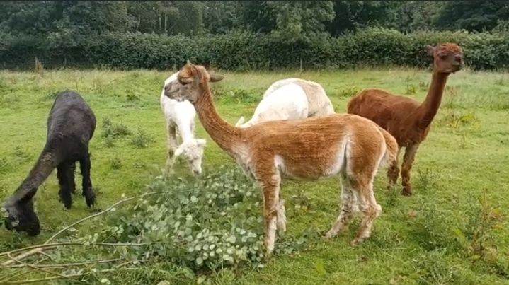 Alpaca fleeces, various colours available