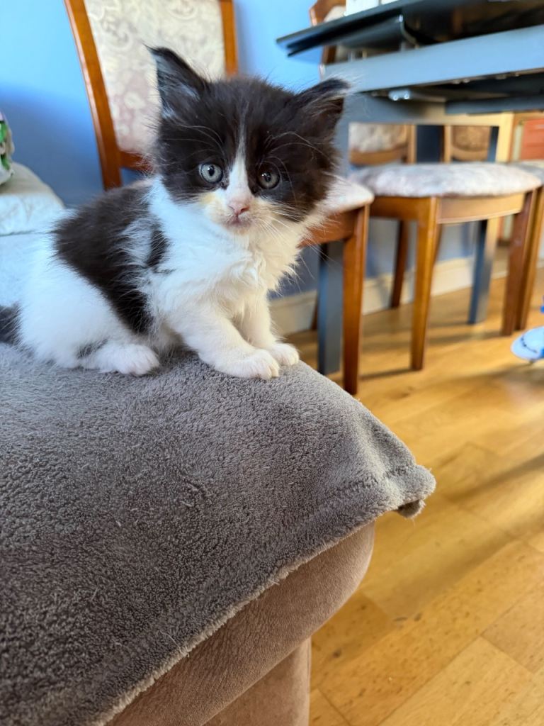 Pure breed Maine Coon Kittens