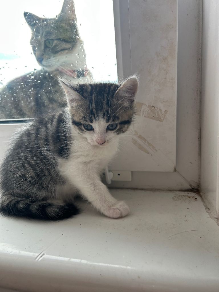 1 left!  gorgeous 8 wk old kittens for sale