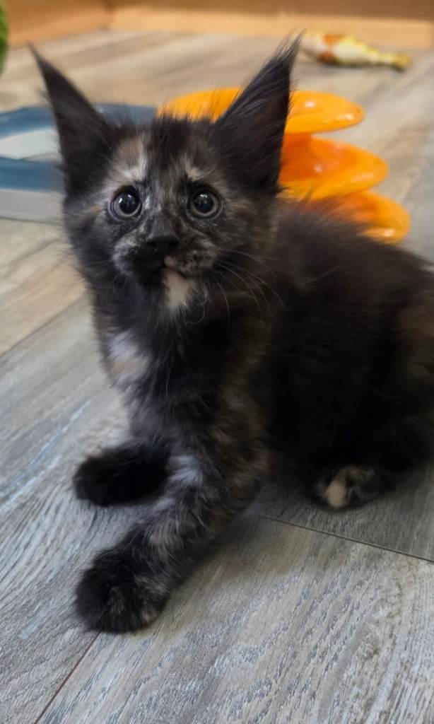 Stunning Maine Coon kittens 