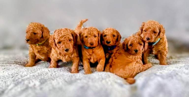 MINIATURE POODLE PUPPIES 