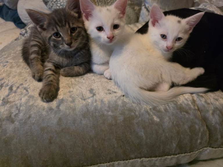 3 x  ready today kittens 1/2 Mainecoone 