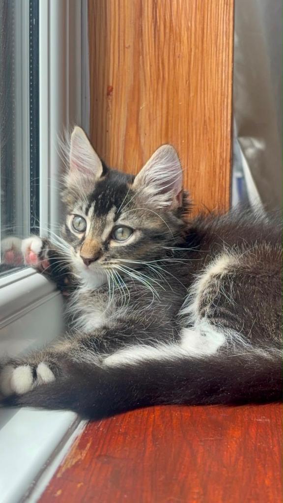 British long hair kitten 