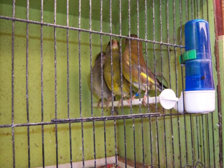 BBC CLOSED RUNG GREENIES