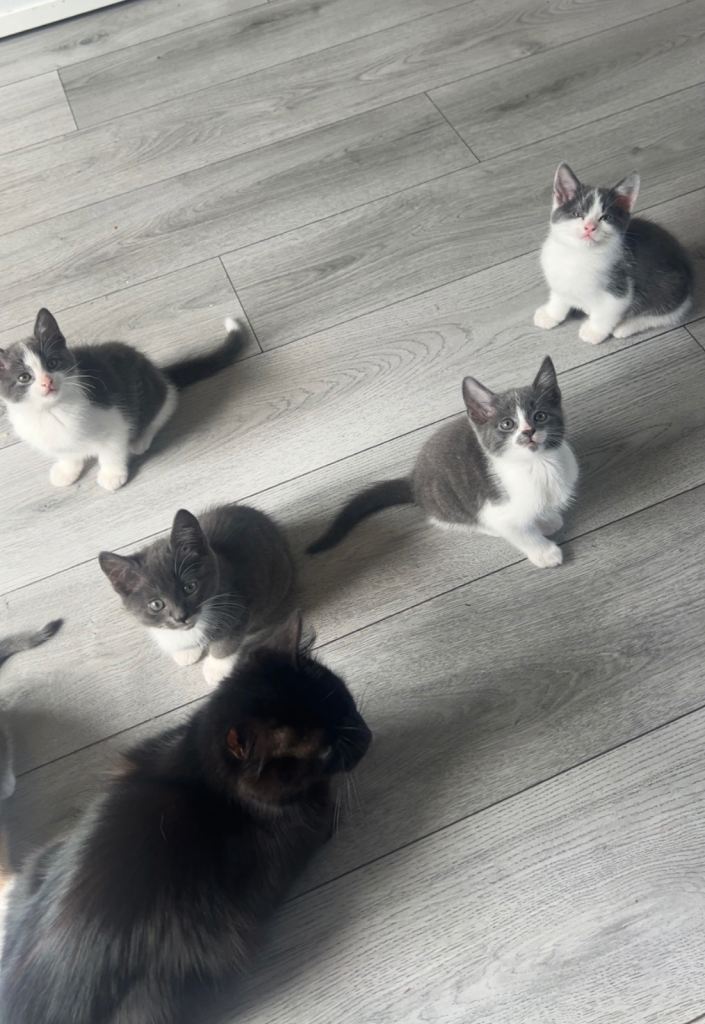 Kittens 