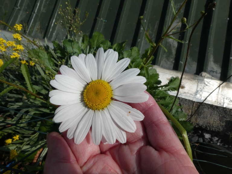 Oxeye daisy/moon daisy/dog daisy. Seeds plants or seedlings of native wildflower, from Touchwood