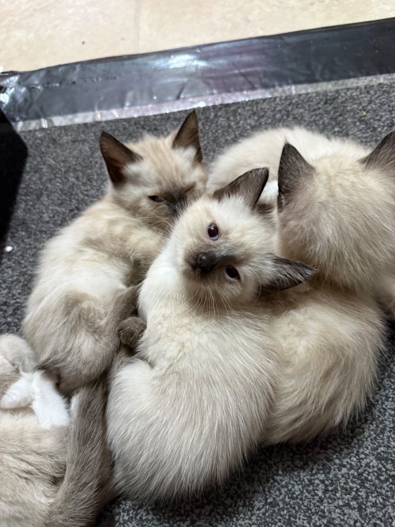 Ragdoll/quarter British blue for sale.
