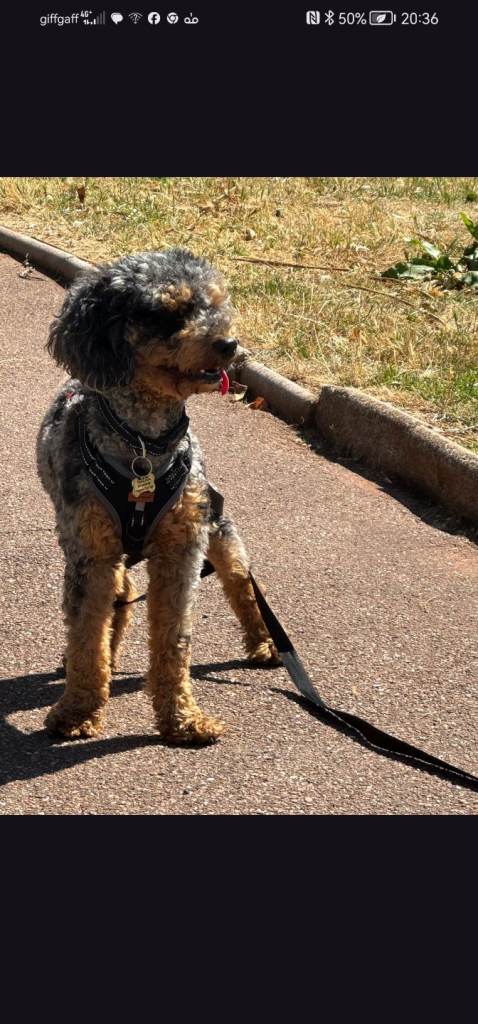 COCKAPOO/(POODLE) , MERLE. MALE. 15 MONTHS