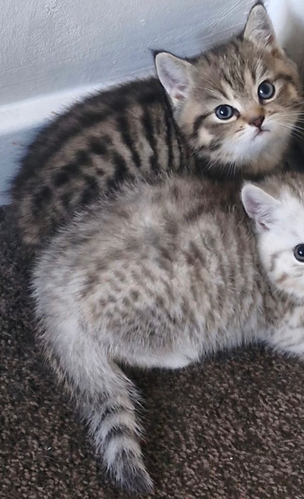 Exotic shorthair kittens available for sale 