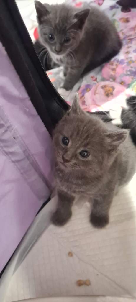 GORGEOUS KITTENS FOR SALE