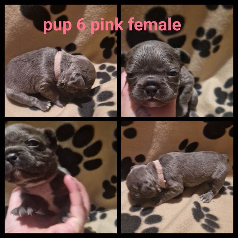 Frenchie pups for sale 