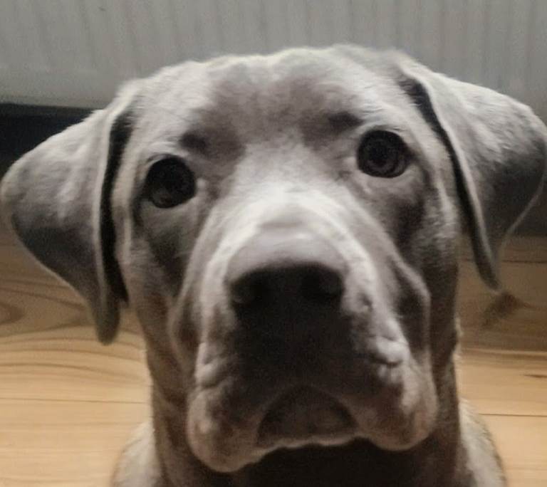 Cane Corso cross Labrador (Blue)