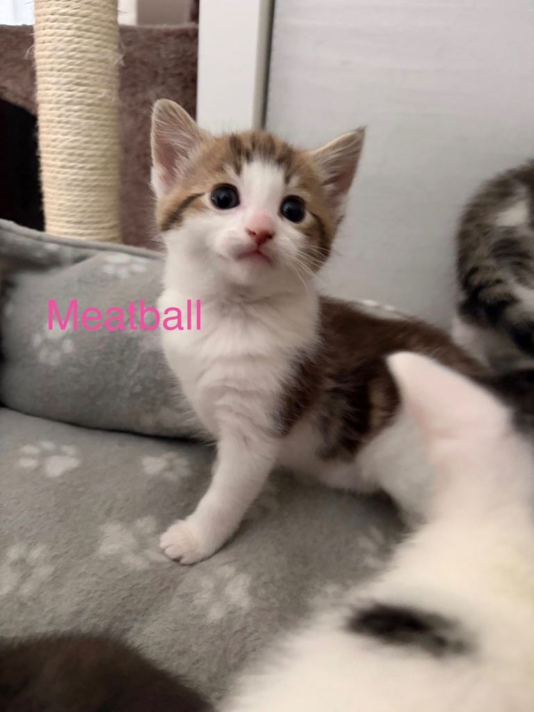 Kittens for sale