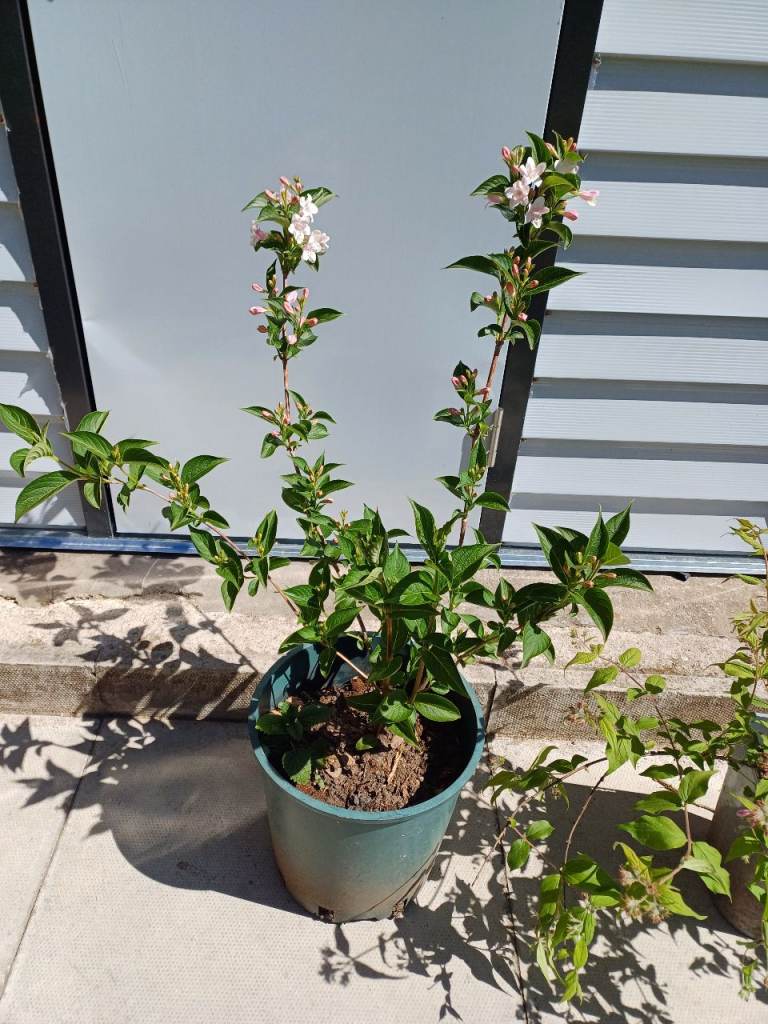 Pink blooming shrubs - Weigela and Kolkwitzia (Beauty Bush)