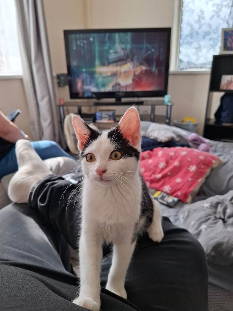 13 weeks old 
