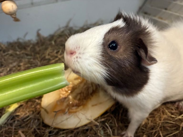 4 beautiful female guinea pigs 