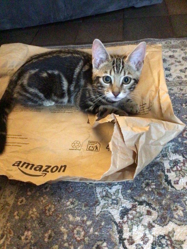 Beautiful Bengal kitten