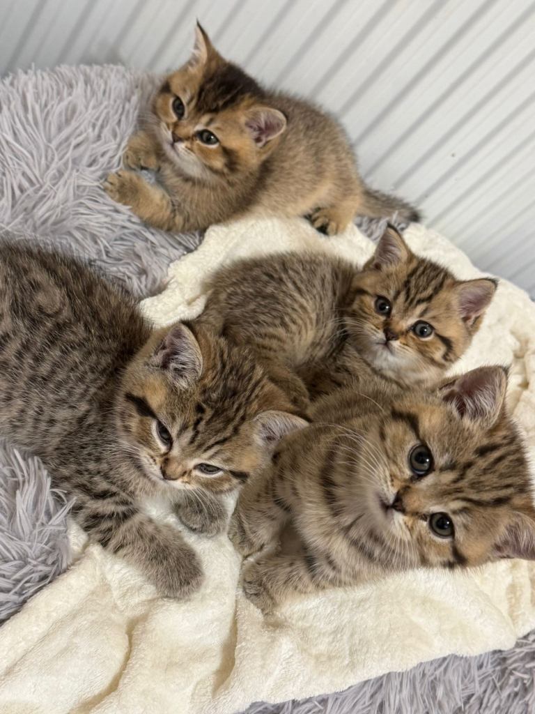 British short hair kittens 2x male